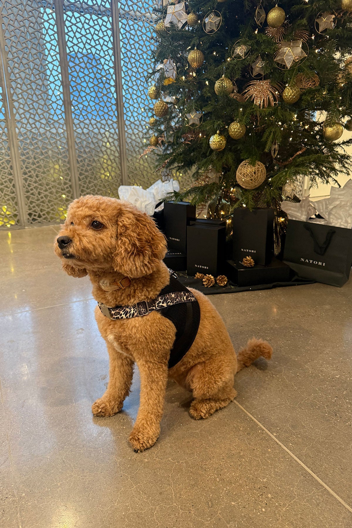 Luxe Leopard Dog Harness